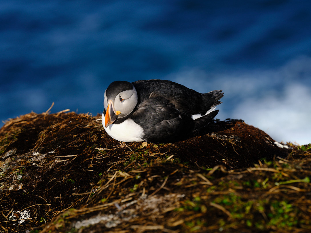 Tommy Segelberg_FUJIFILM__DSF1582_Manual_10_250